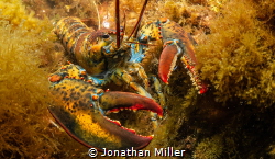 Atlantic lobster, Panasonic Lumix G7, Olympus Fisheye PRO by Jonathan Miller 